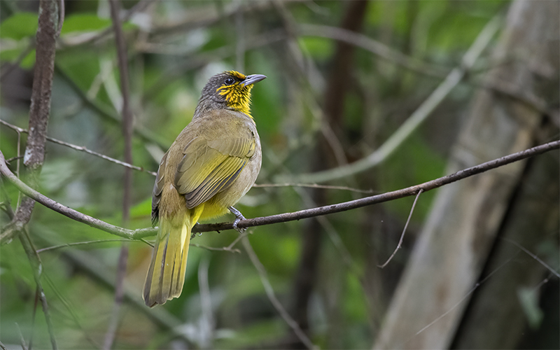 Stripe-throated Bulbul (Pycnonotus finlaysoni) at Cat Tien Bird Hides - Southern Vietnam. Photo by: Phuc Le - Vietnam Bird Photography Tours - Vietbirdphototours.com